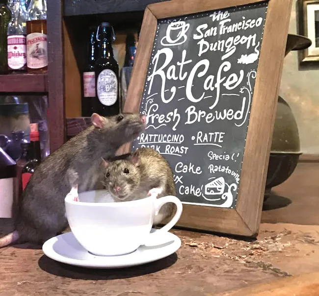 Năm Tý bàn chuyện lạ về chuột ảnh 1