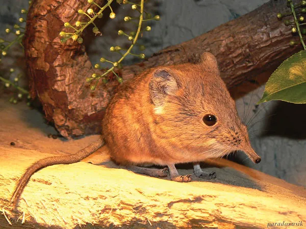 Năm Tý bàn chuyện lạ về chuột ảnh 4