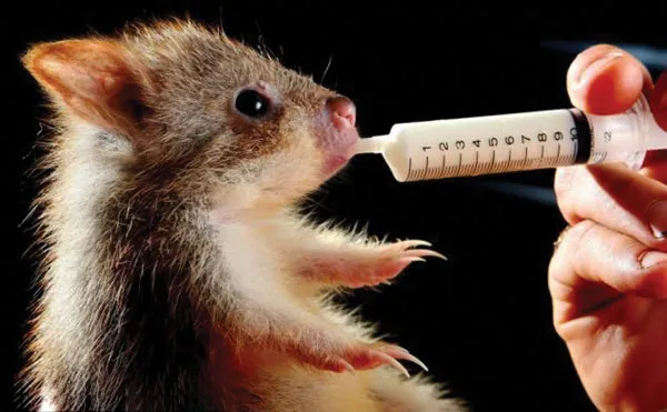 Năm Tý bàn chuyện lạ về chuột ảnh 7