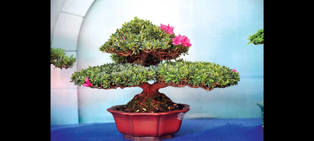 Nghệ thuật bonsai thú chơi tao nhã ảnh 5
