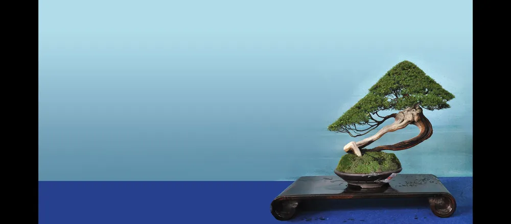 Nghệ thuật bonsai thú chơi tao nhã ảnh 6