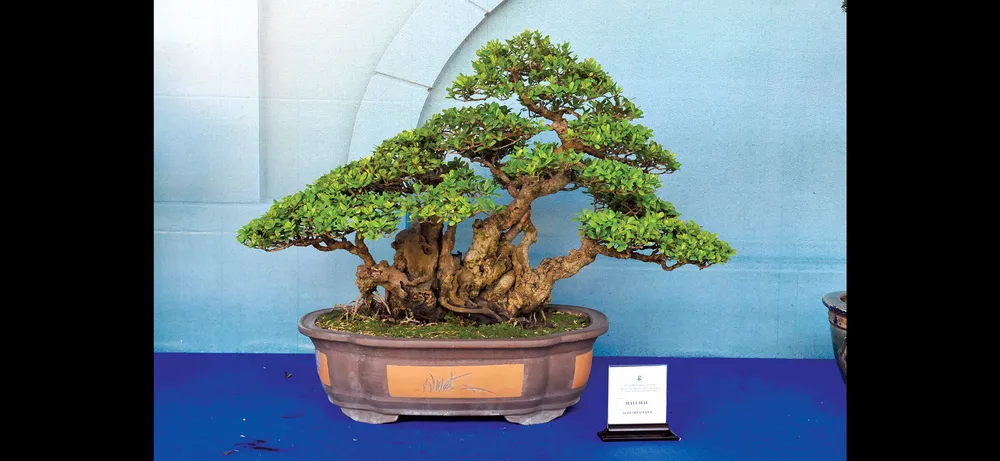 Nghệ thuật bonsai thú chơi tao nhã ảnh 7