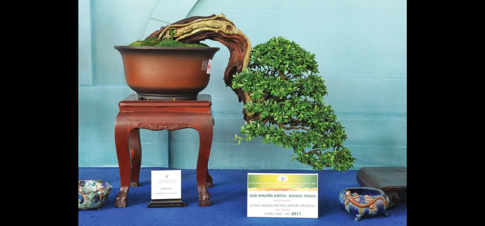 Nghệ thuật bonsai thú chơi tao nhã ảnh 8
