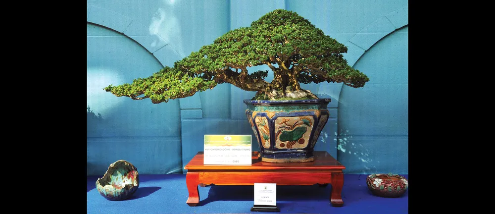 Nghệ thuật bonsai thú chơi tao nhã ảnh 2