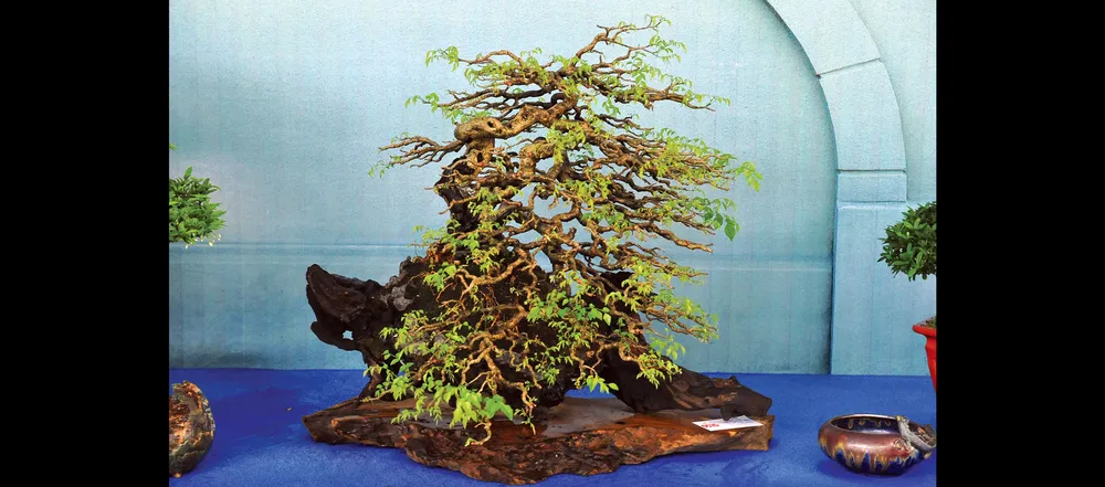 Nghệ thuật bonsai thú chơi tao nhã ảnh 3