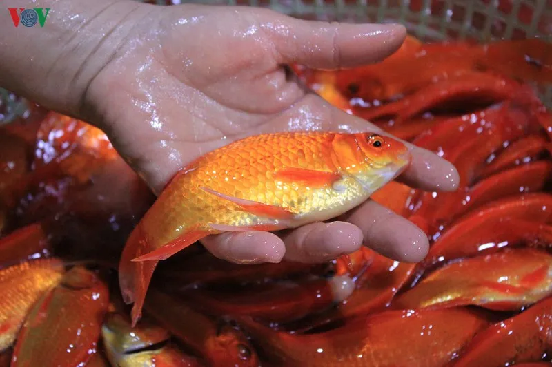 cho ca so thuong nhon nhip truoc tet ong cong ong tao hinh 8