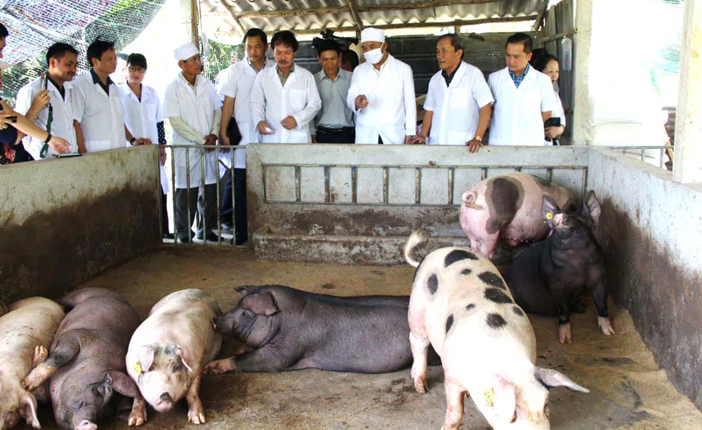 Bình ổn giá thịt heo sau đại dịch ảnh 2