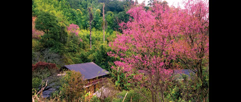 Lên non du xuân ảnh 4