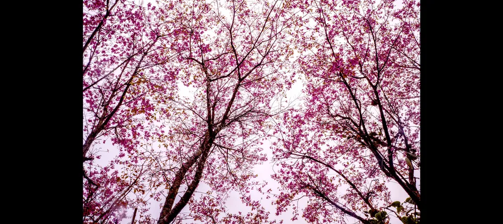 Lên non du xuân ảnh 5