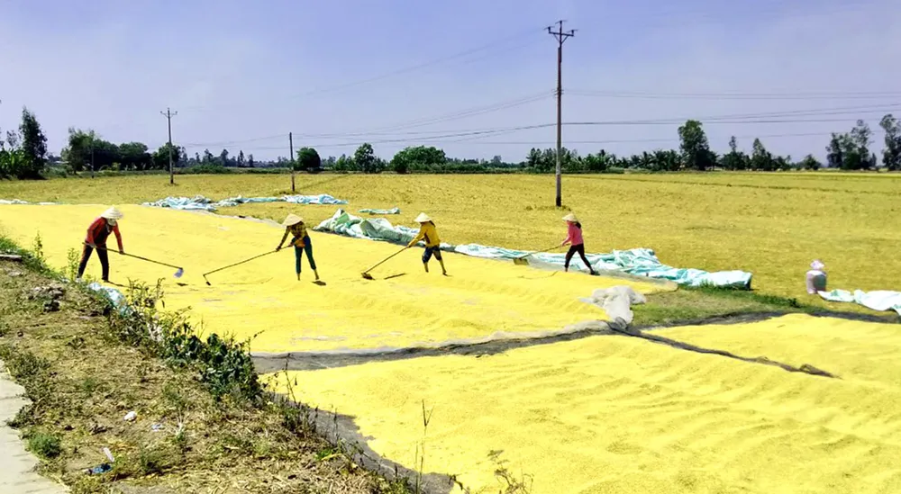 Gạo ĐBSCL trúng mùa - được giá ảnh 2