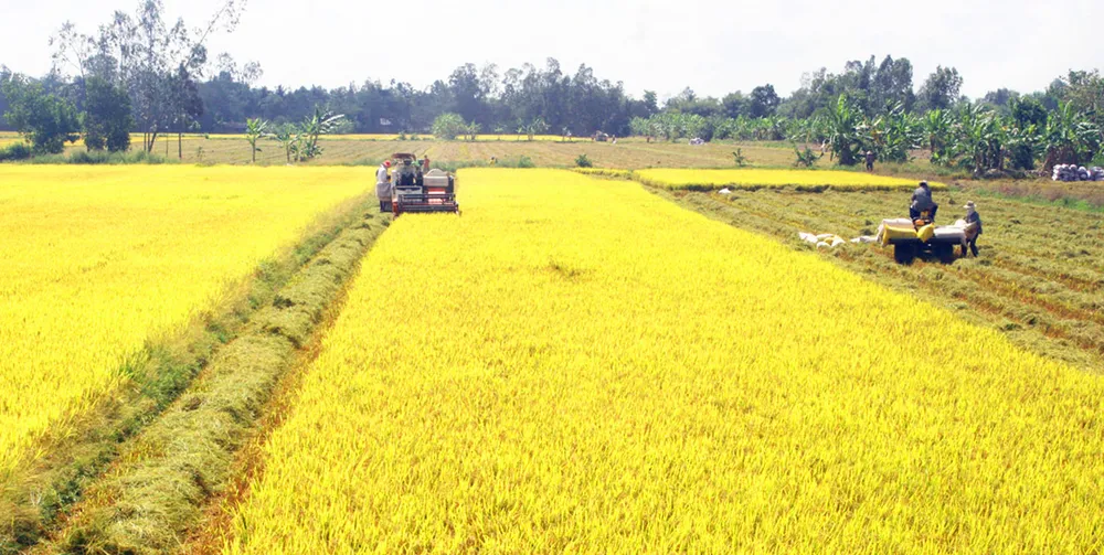 Gạo ĐBSCL trúng mùa - được giá ảnh 1