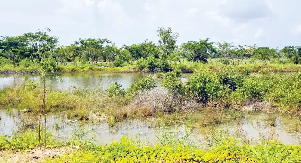 Mua đất 15 năm chưa được bàn giao ảnh 1