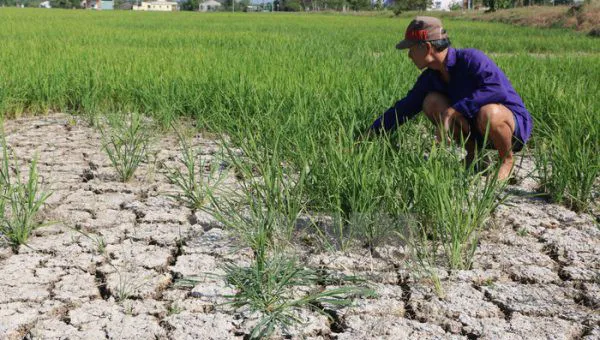 Chung sống với hạn mặn ảnh 1