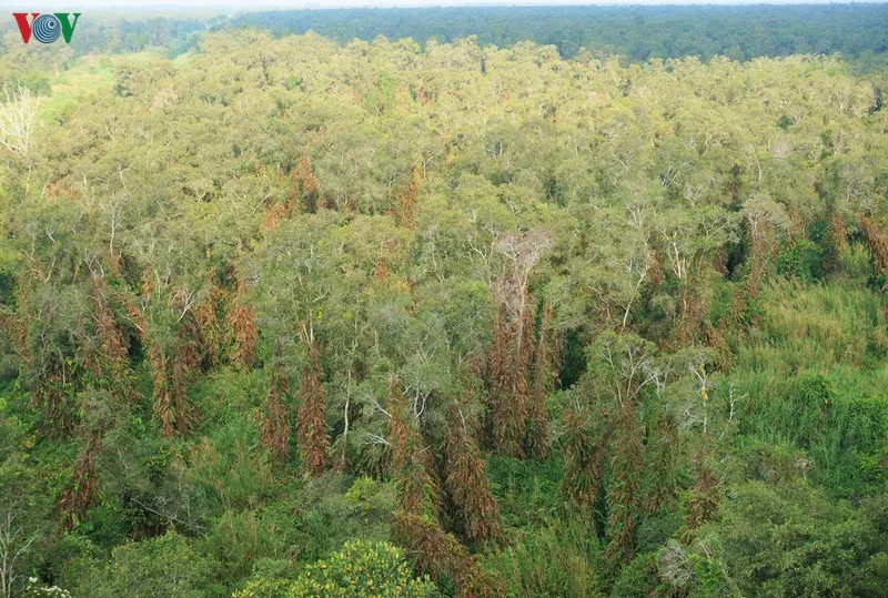 anh: "canh lua" noi dat rung u minh ha hinh 1