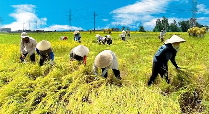 Bảo vệ vựa lúa miền Tây