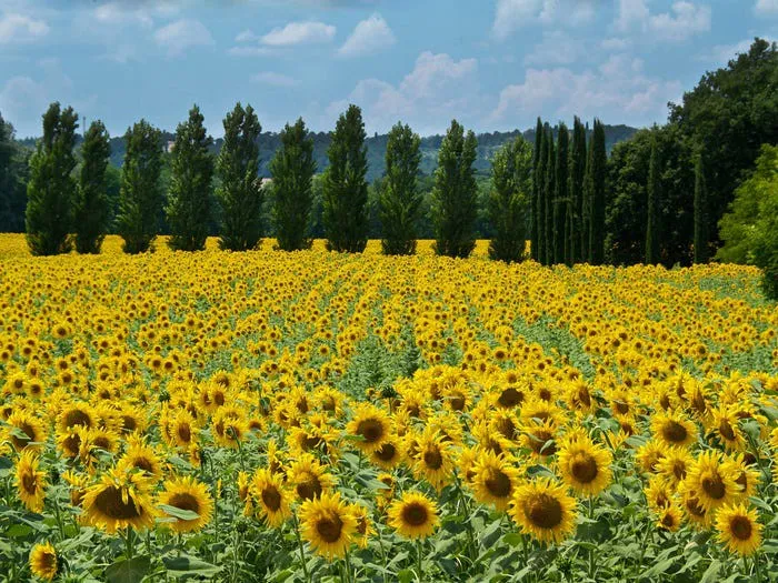 chiem nguong ve long lay cua nhung canh dong hoa dep nhat the gioi hinh 9