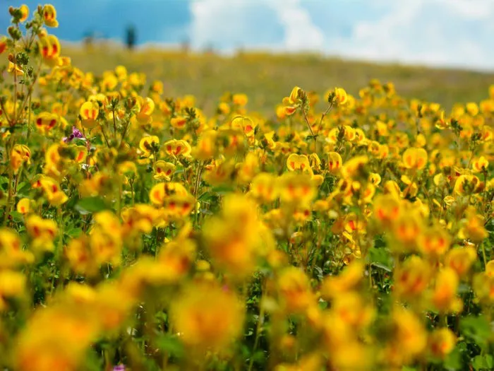 chiem nguong ve long lay cua nhung canh dong hoa dep nhat the gioi hinh 6