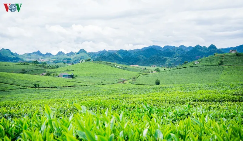 ngam nhung doi che dep tho mong tren cao nguyen moc chau hinh 8
