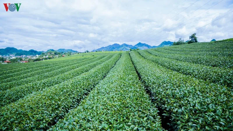 ngam nhung doi che dep tho mong tren cao nguyen moc chau hinh 9