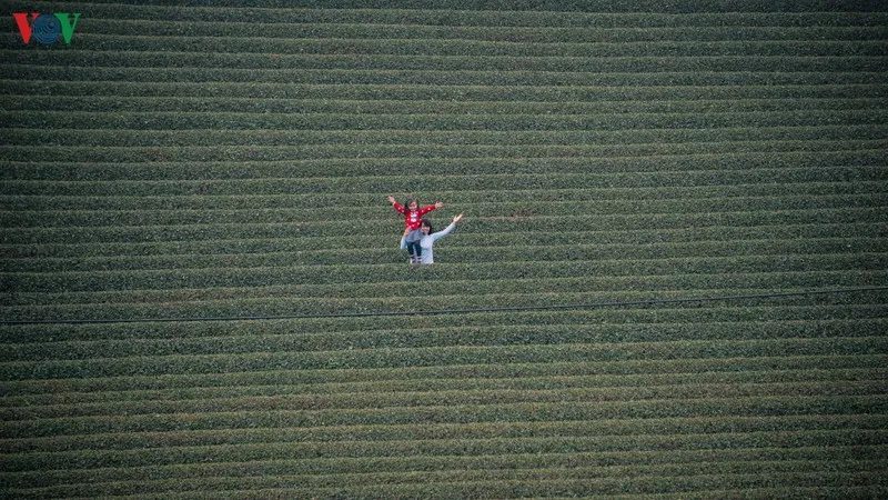 ngam nhung doi che dep tho mong tren cao nguyen moc chau hinh 20