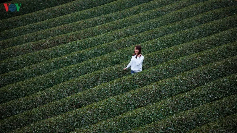 ngam nhung doi che dep tho mong tren cao nguyen moc chau hinh 21