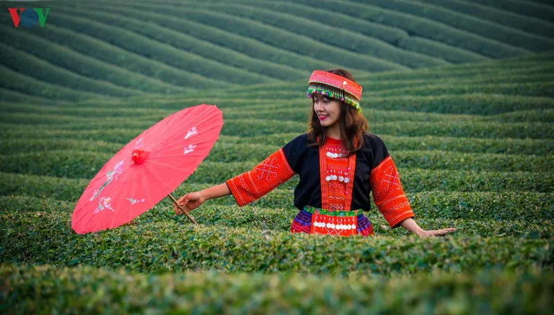 ngam nhung doi che dep tho mong tren cao nguyen moc chau hinh 22