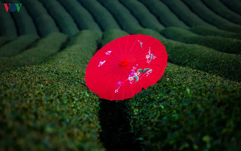 ngam nhung doi che dep tho mong tren cao nguyen moc chau hinh 23