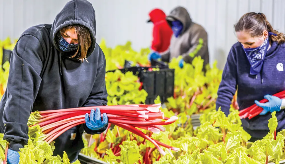 “Nhiệm vụ đau thương” cho nông dân Mỹ ảnh 1