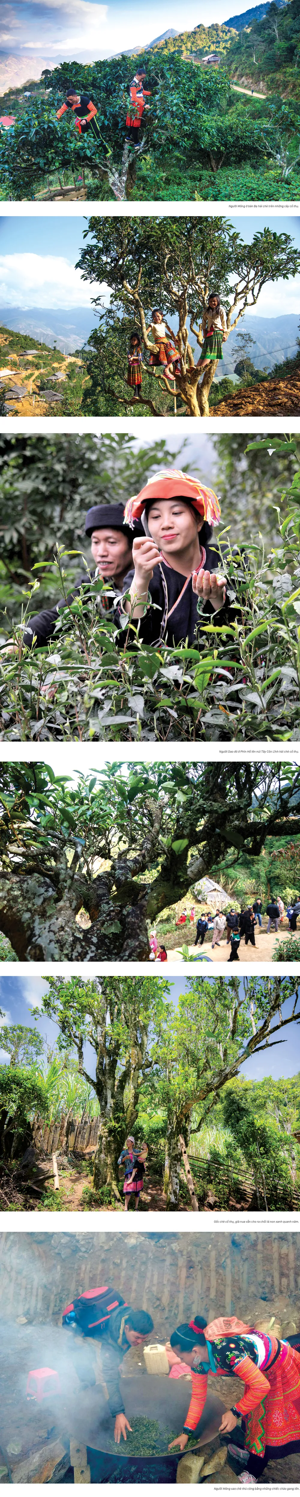 Khám phá rừng chè cổ thụ ảnh 1