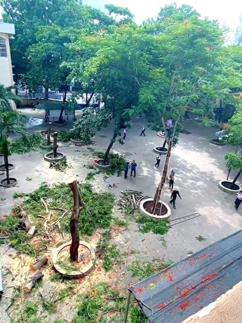 Cây xanh không có lỗi ảnh 1