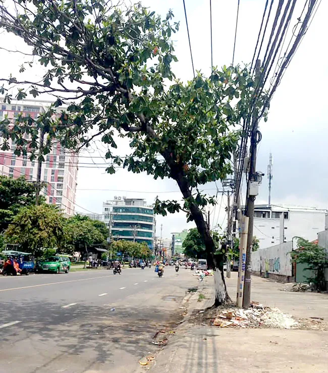 Chăm sóc cây xanh phát triển an toàn ảnh 1