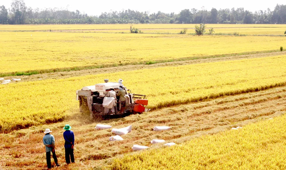 ĐBSCL: Gia tăng diện tích lúa hay giữ “túi chứa nước” ảnh 1