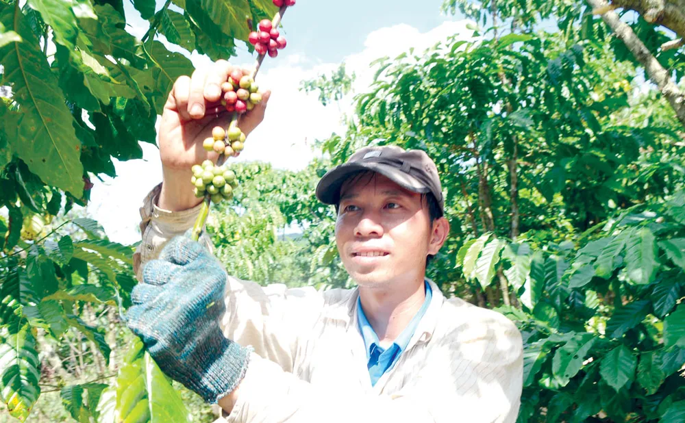 EVFTA có hiệu lực, nhiều cơ hội cho nông nghiệp ảnh 1