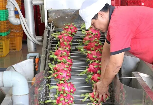 Tao the va luc moi trong hoat dong thuong mai giua Viet Nam-Hoa Ky hinh anh 2