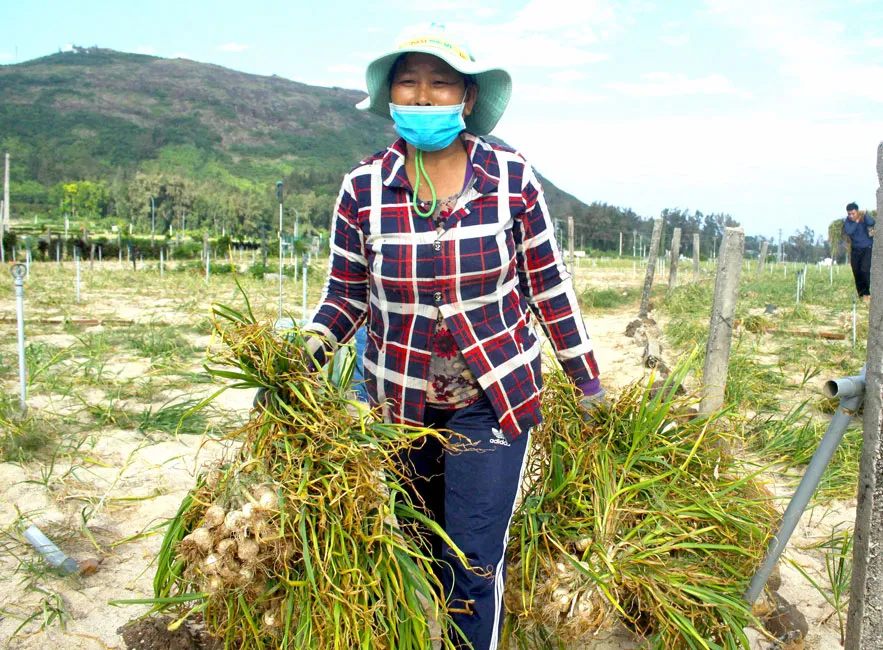 Thách thức bảo vệ thương hiệu tỏi Lý Sơn ảnh 1