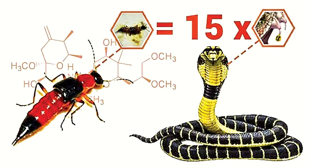 Cẩn trọng viêm da do kiến ba khoang ảnh 2