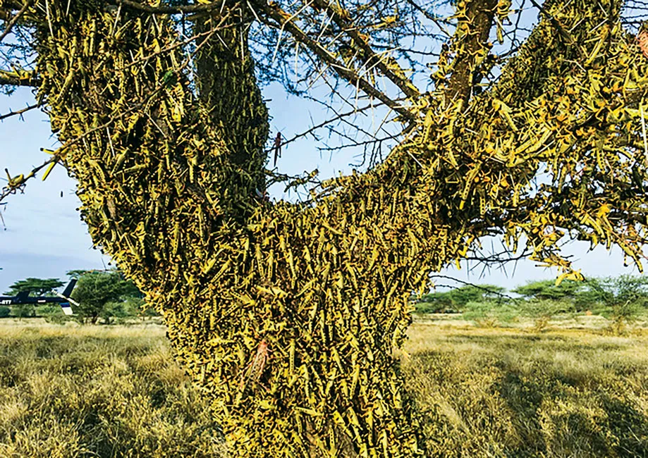 Trung Quốc 2020 - Năm của những thảm họa và dị tượng ảnh 7