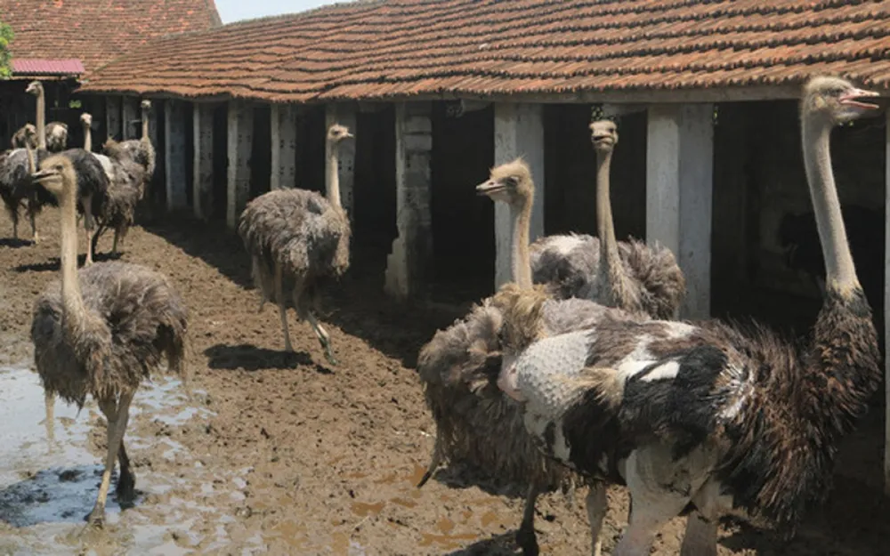 Loại chim này chính là đà điểu - giống chim khổng lồ, to nhất thế giới. Trang trại của ông Đào Đức Thủy ở huyện Thiệu Hóa, tỉnh Thanh Hóa hiện thu lời 500 triệu đồng mỗi năm nhờ nuôi loại chim "siêu to khổng lồ" này. (Ảnh: VietnamNet)./.