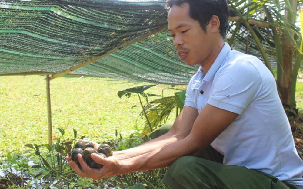 Nuôi con chậm chạp, bò quanh ao, đẻ nhiều, thành tỷ phú. Đó là câu chuyện của một "lão nông" nuôi ốc nhồi ở huyện Hải Hậu, tỉnh Nam Định. (Ảnh: Dân Việt)