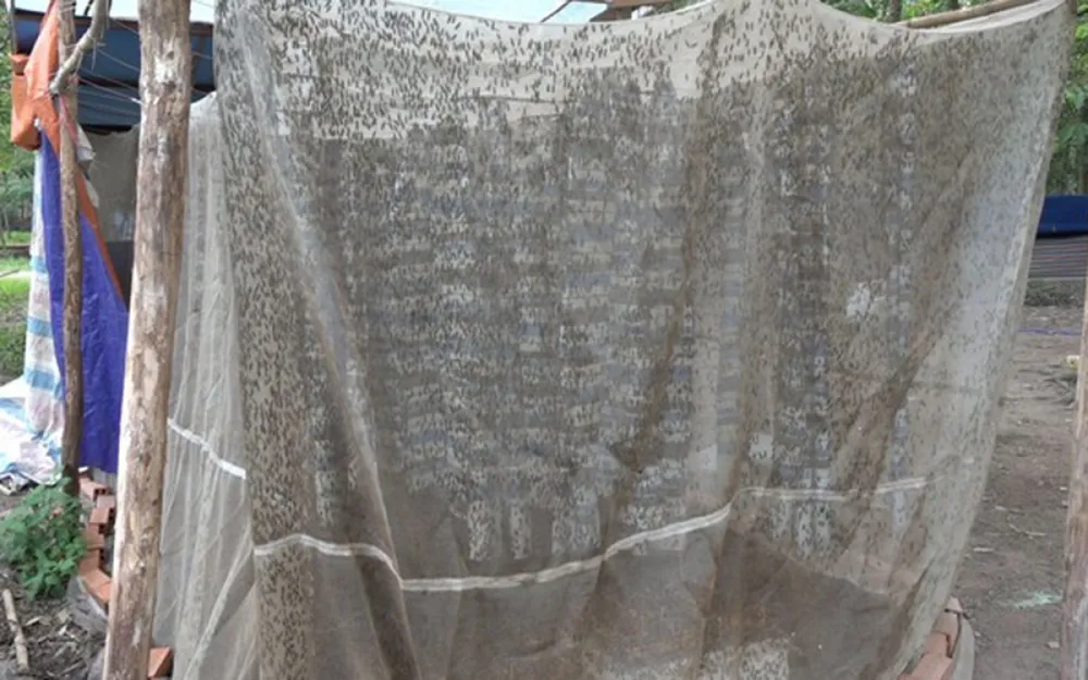 Chàng kỹ sư quê ở Quảng Ngãi cũng đã quyết định bỏ việc và khởi nghiệp bằng nghề nuôi ruồi lính đen. Giờ đây anh đang là chủ trang trại nuôi ruồi tại huyện Củ Chi, TP.HCM. (Ảnh: Thanh Niên)