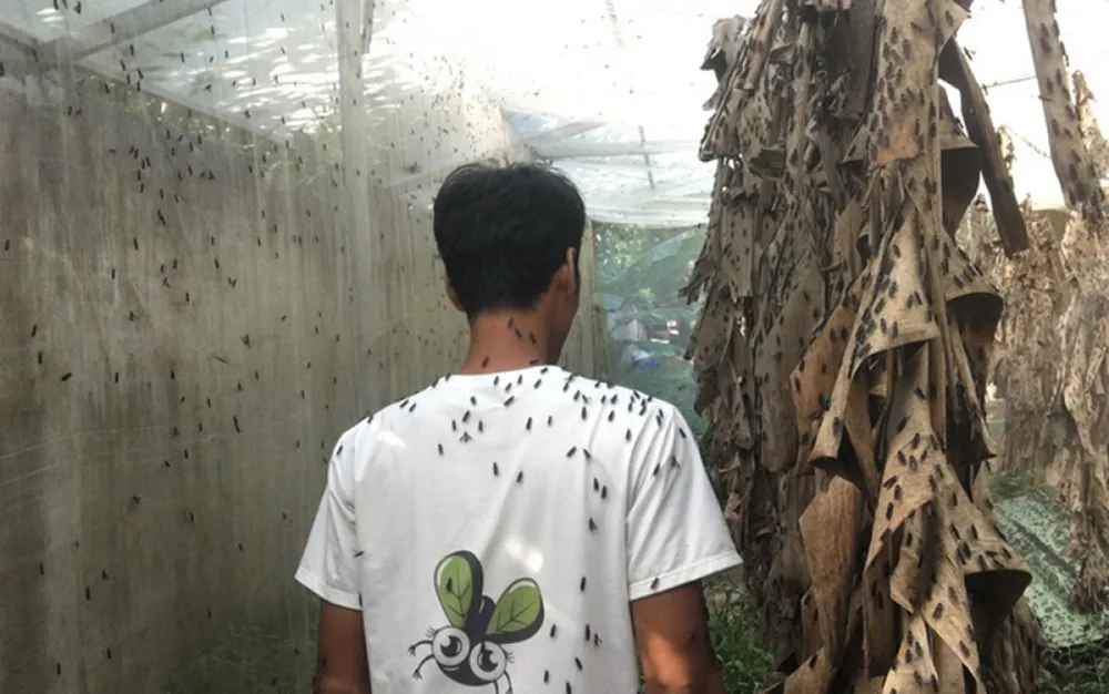 Nuôi ruồi trong rừng, chàng kỹ sư quê ở Bến Tre thu hàng trăm triệu đồng/tháng. (Ảnh: VietnamNet)