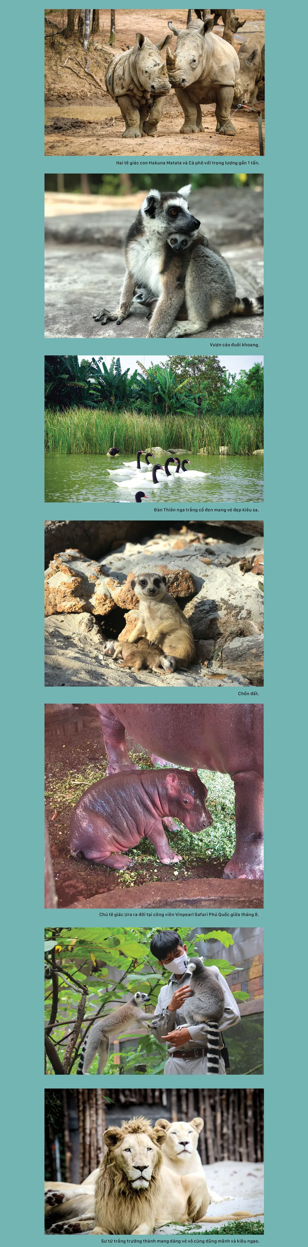 Khám phá thiên nhiên hoang dã tại Vinpearl Safari ảnh 1