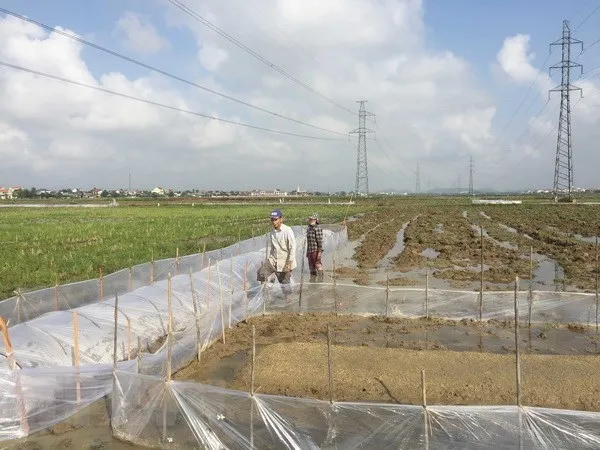 Keo dai thoi han thuc hien hang dat tinh thue su dung dat nong nghiep hinh anh 1