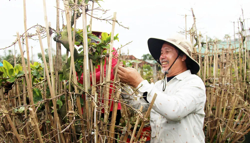 Hoa tết vào mùa ảnh 1