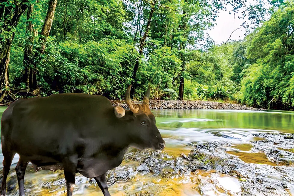  Bò tót F1 tại Vườn quốc gia Phước Bình khỏe mạnh sau thời gian được chăm sóc. 