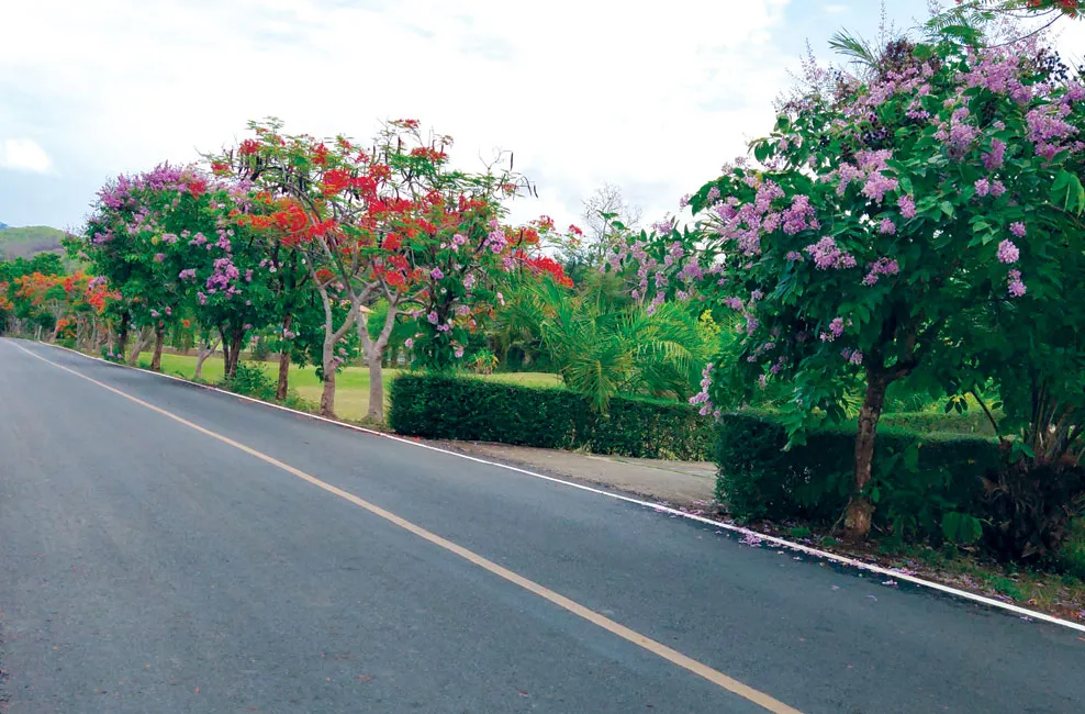 Những ngày bị kẹt ở Thái Lan ảnh 1