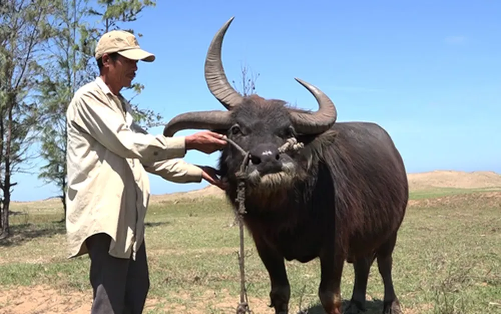 Năm Sửu nói chuyện lạ trâu, bò ảnh 1