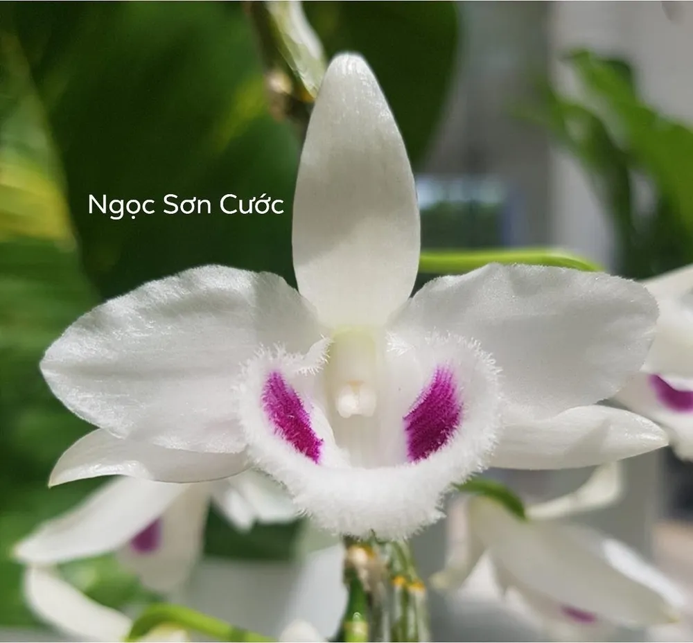 Mặt hoa Ngọc Sơn Cước