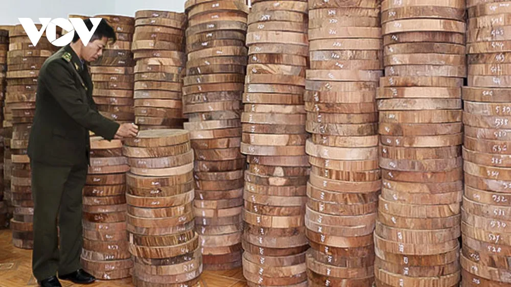 Lỗ hổng pháp lý truy xuất nguồn gốc lâm sản: Gỗ luồn rừng về xuôi? ảnh 2