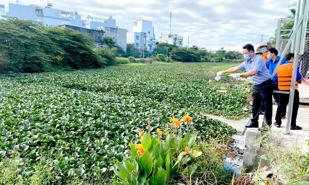 Thả thiên địch để kiểm soát lục bình tại quận Bình Tân